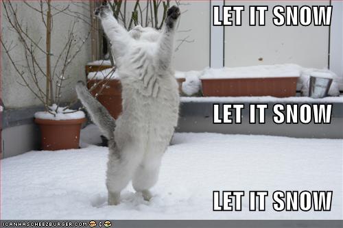 funny-pictures-cat-is-excited-about-snow.jpg